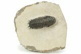 Crotalocephalina Trilobite Fossil - Atchana, Morocco #229649-3